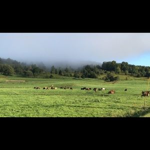 Meet your Posher, Cynthia